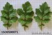 Click for 2 image(s) for this accession. Image